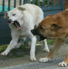 AGGREDITA DA UN CANE RANDAGIO: IL COMUNE DEVE RISARCIRE I DAN...