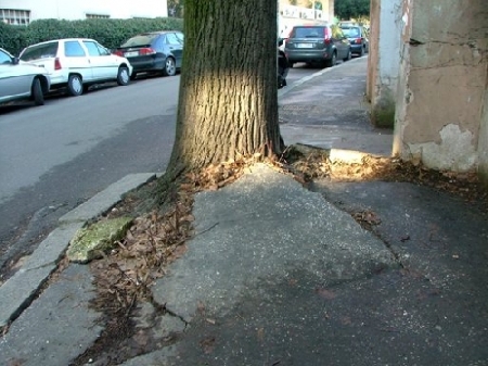 Cade inciampando sulle radici sporgenti di un albero collocat...