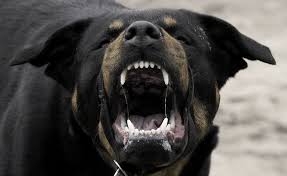 Spara un colpo di fucile in aria per spaventare il cane che s...