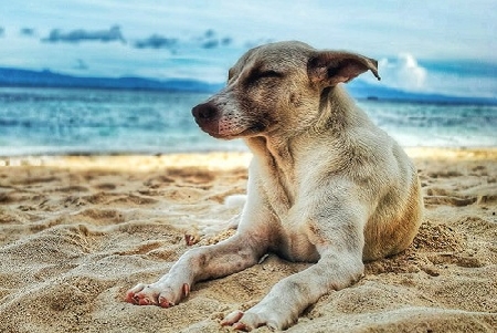 Latina. Il Tar annulla il divieto di accesso ai cani alle spi...