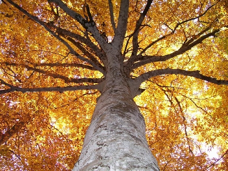 Gli alberi condominiali di alto fusto violano la servitù di p...