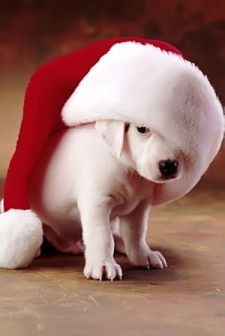 Lo Studio Legale Sugamele augura Buon Natale a tutti.