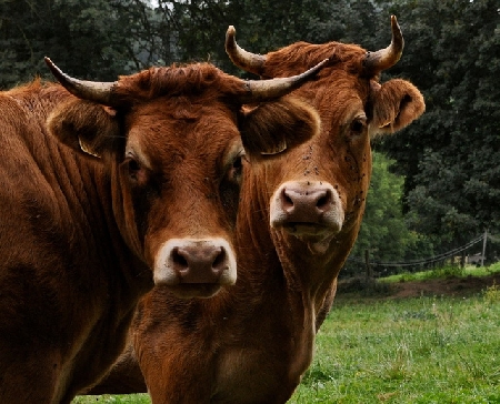 Proprietario di un bovino ritenuto colpevole del reato di per...