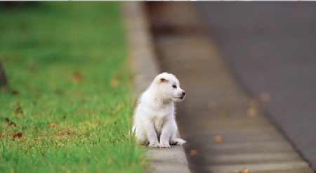 Il marito affida il cane alla moglie che lo abbandona: punibi...