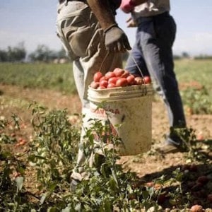 Lavoro: quando è integrato il reato di caporalato? •Corte di ...