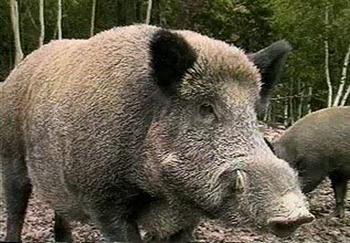 I danni cagionati dalla fauna selvatica