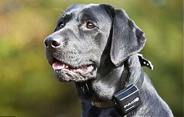 L'uso del collare elettrico su di un cane, non é di per s...