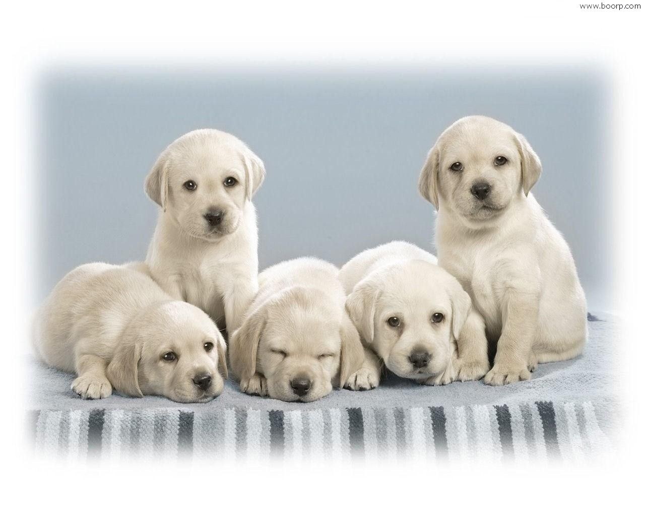 Allevamento di cani e cattivi odori. Risponde il gestore.
