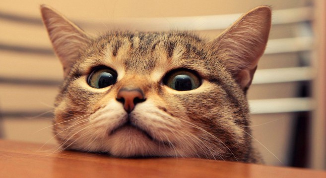 Uccidere a bastonate un gatto integra il delitto di uccisione...