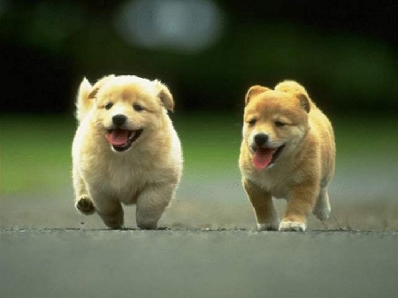 Affida due cani ad un allevamento privato e non li ritira all...