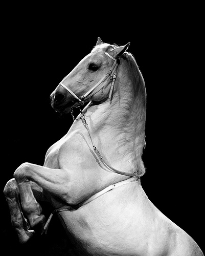 Un cavallo da circo la travolge: chiede il risarcimento dei d...