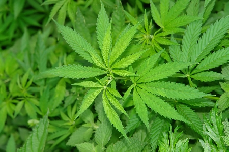 Coltivazione abusiva di cannabis. E' illecito penale a presci...