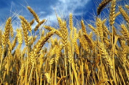Lavoratore agricolo lamenta l'illegittimità del licenziamento...