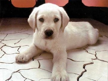 Vede un cane chiuso in un'auto che manifesta sintomi di males...