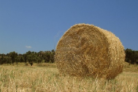 Padre regala l'azienda agricola al figlio e poi gli vende i t...