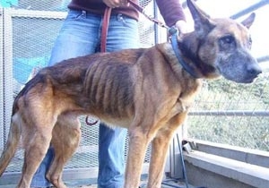 Maltrattamento di due cani adulti e sei cuccioli esposti alle...