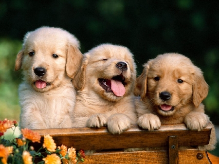 14 cani adulti e di 6 cuccioli sottoposti a vincolo reale nel...