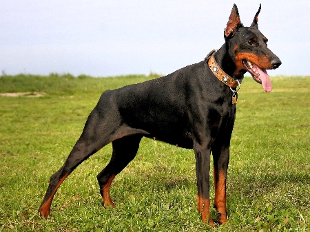 Un doberman circola libero in un'area aperta al pubblico senz...