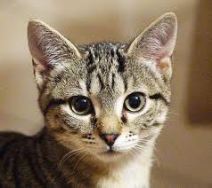 Il reato di uccisione di animali può essere integrato anche d...