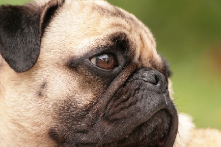in autostrada entra in collisione con un cane di media taglia...