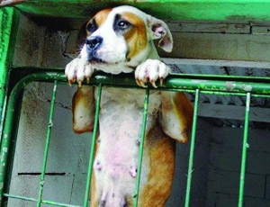 Ministero della Salute.Task Force per la tutela degli animali...