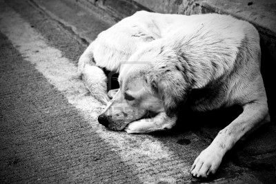 Aggredita da un cane randagio - Il Comune risarcisce i danni ...